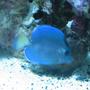 saltwater fish - acanthurus coeruleus - blue caribbean tang stocking in 160 gallons tank - Atlantic Blue Tang
