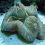 corals inverts - trachyphyllia radiata - brain coral, wellsophyllia stocking in 160 gallons tank - Open Brain