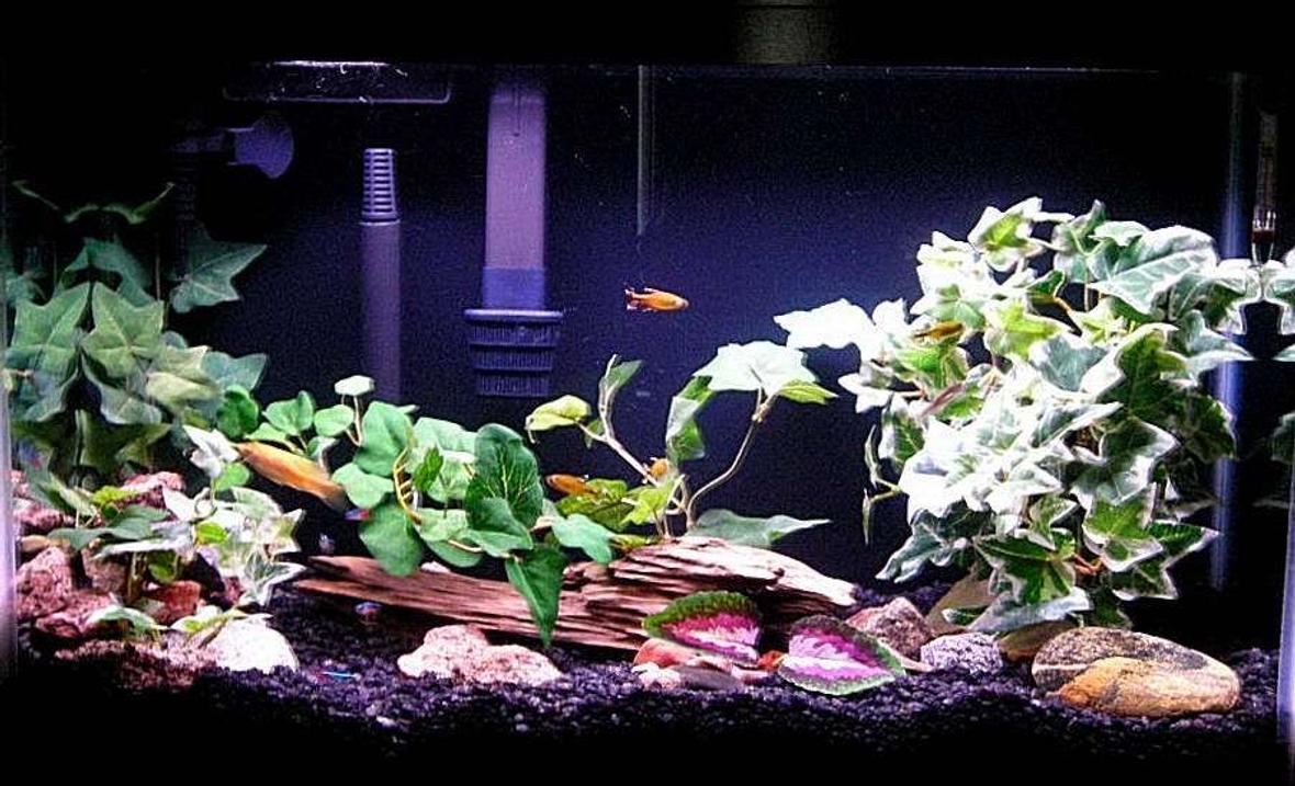 20 gallons freshwater fish tank (mostly fish and non-living decorations) - I upgraded my 20L to a 29gal with black rock. Sorry about the white line in the photo its the door in background.