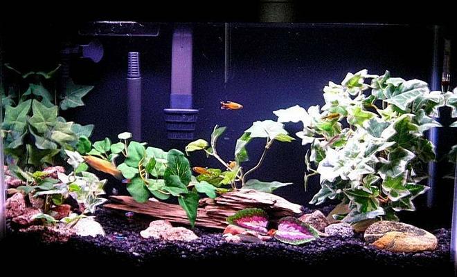 20 gallons freshwater fish tank (mostly fish and non-living decorations) - I upgraded my 20L to a 29gal with black rock. Sorry about the white line in the photo its the door in background.