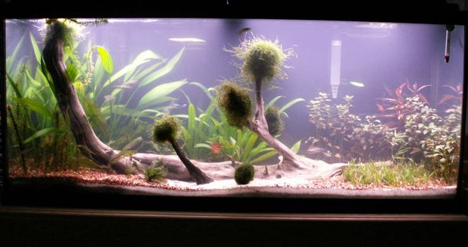 55 gallons planted tank (mostly live plants and fish) - Update of my 55G mostly plants. 1 piece of driftwood. Swords, micro swords, java moss, marimo moss ball, red ludwidgia, anacharis, Red Wendtii. Fish are red serpae, electric green glo fish, neons, gold tetras,  marble shrimp, ghost shrimp, otocinclus,  and some dwarf puffers. Big update was the black background, i like it better. it gives my plants more justice.