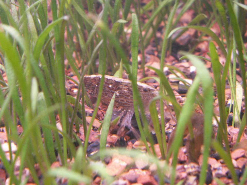 corals inverts - saron marmoratus - marble shrimp stocking in 55 gallons tank - Marble shrimp sitting in micro swords.