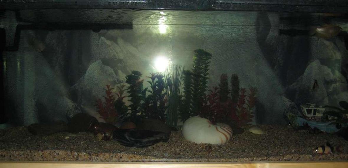 75 gallons freshwater fish tank (mostly fish and non-living decorations) - 55 Gallon Tank currently underconstruction.