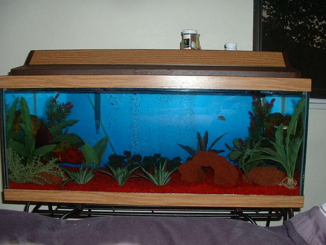 30 gallons freshwater fish tank (mostly fish and non-living decorations) - Full view of the Tank
