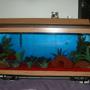 30 gallons freshwater fish tank (mostly fish and non-living decorations) - Full view of the Tank
