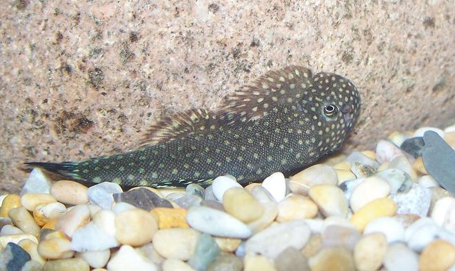 freshwater fish - borneo sucker stocking in 47 gallons tank - Here is my Bornio sucker showing off his spots :)