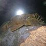 freshwater fish - ancistrus sp. - bushy nose pleco l-144 stocking in 55 gallons tank - Brikemond's Bushy Nose Pleco
