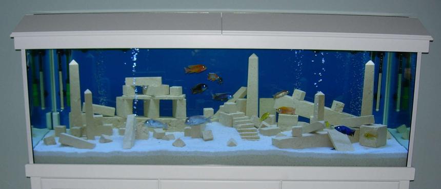 Rated #171: Freshwater Fish Tank - Our version of Alantis