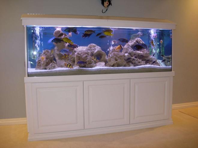 172 gallons freshwater fish tank (mostly fish and non-living decorations) - Cichlids Cove