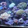 fish tank picture - 90 gal. Reef Tank w/Powder Blue Tang, Yellow Tail Damsel, Coral Beauty, Blue/Green Chromis. LPS, Leathers, Soft Corals & Mushrooms