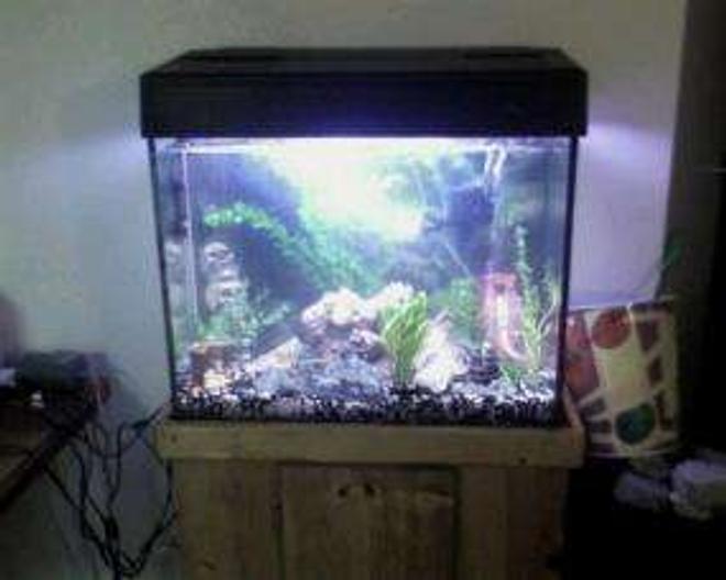 40 gallons freshwater fish tank (mostly fish and non-living decorations) - Our First Tank