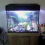 40 gallons freshwater fish tank (mostly fish and non-living decorations) - Our First Tank