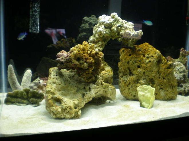 20 gallons saltwater fish tank (mostly fish, little/no live coral) - growing now more live rocks