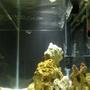 fish tank picture - growing now more live rocks