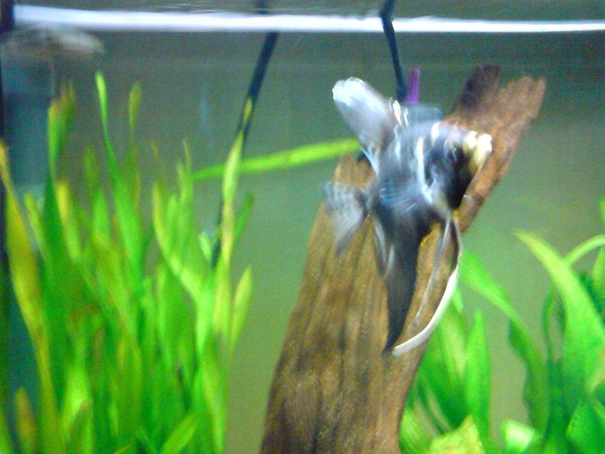 Rated #2393: Freshwater Fish - Pterophyllum Sp. - Marble Veil Angel Stocking In 14 Gallons Tank - angelfish