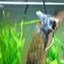 freshwater fish - pterophyllum sp. - marble veil angel stocking in 14 gallons tank - angelfish