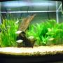 14 gallons freshwater fish tank (mostly fish and non-living decorations) - my tank