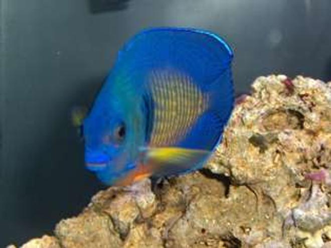 saltwater fish - centropyge bispinosa - coral beauty angelfish stocking in 14 gallons tank - Coral Beauty Angelfish