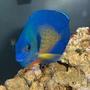 saltwater fish - centropyge bispinosa - coral beauty angelfish stocking in 14 gallons tank - Coral Beauty Angelfish