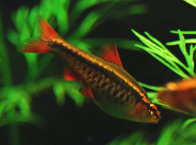 freshwater fish - puntius titteya - cherry barb stocking in 75 gallons tank - Cherry Barb - female