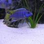 freshwater fish - pseudotropheus acei - acei cichlid stocking in 225 gallons tank - acei