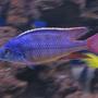 freshwater fish - protomelas taeniolatus - red empress stocking in 225 gallons tank - red empress