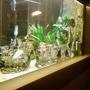 300 gallons freshwater fish tank (mostly fish and non-living decorations) - close up
