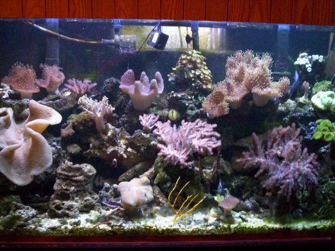 95 gallons reef tank (mostly live coral and fish) - my reef. my pass time.