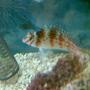 saltwater fish - cirrhitichthys falco - falco hawkfish stocking in 75 gallons tank - dotty hawk