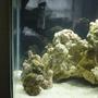 fish tank picture - last set up on rocks III