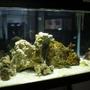20 gallons saltwater fish tank (mostly fish, little/no live coral) - see you later aligator! see you in 4 weeks... aleloco :)