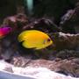 saltwater fish - gramma loreto - royal gramma basslet stocking in 72 gallons tank - Lemonpeel and Royal Gramma