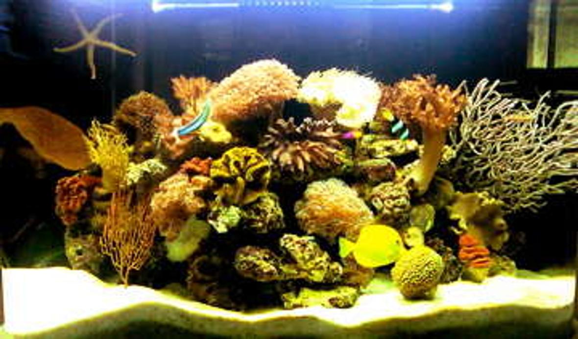 84 gallons reef tank (mostly live coral and fish) - from the front