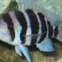freshwater fish - cyphotilapia frontosa - frontosa cichlid stocking in 46 gallons tank - Frontosa