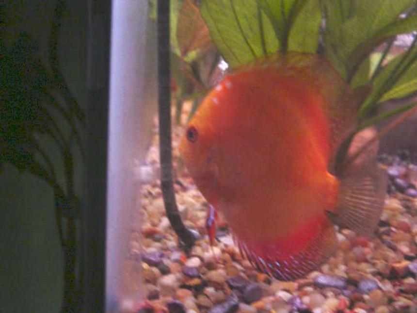 Rated #151: Freshwater Fish - Symphysodon Sp. - Red Marlboro Discus Stocking In 55 Gallons Tank - my golden discus
