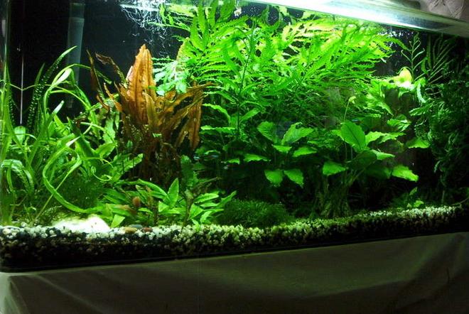 55 gallons planted tank (mostly live plants and fish) - 55 gallons

Anabuis, African Ferns, Mosses,Crypts

Fish are neons, betta, black skirts, ottos and a ton of red cherry shrimp