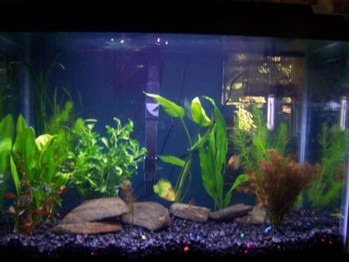 55 gallons planted tank (mostly live plants and fish) - 20g planted made 9-23-07. started with 10 plants, looking forward for them to take over my tank! getting angels soon