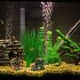 30 gallons freshwater fish tank (mostly fish and non-living decorations) - 30 gallon Barb tank...