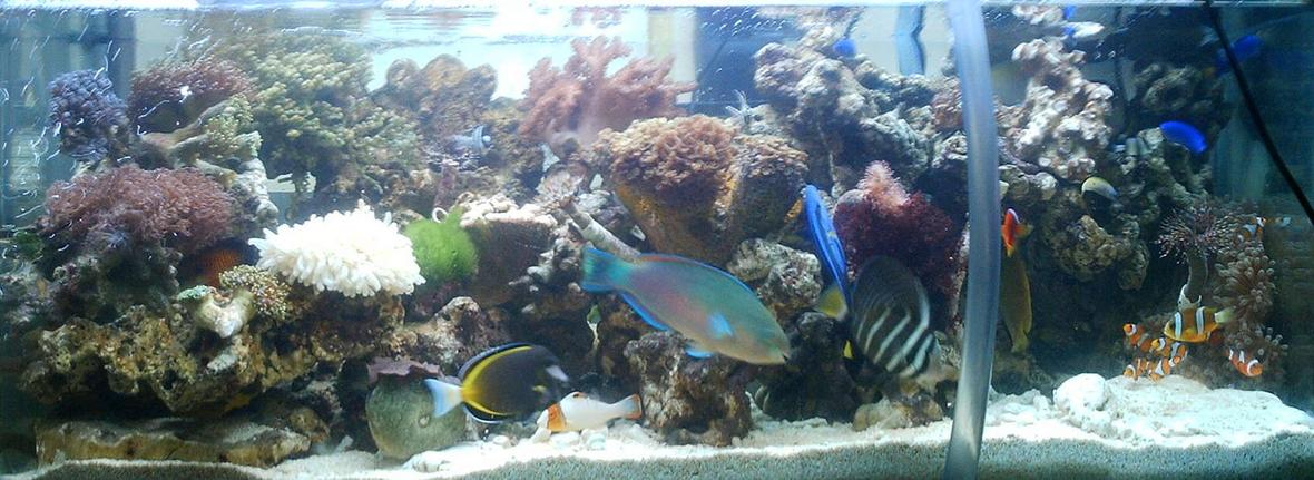 50 gallons reef tank (mostly live coral and fish) - my reef tank
