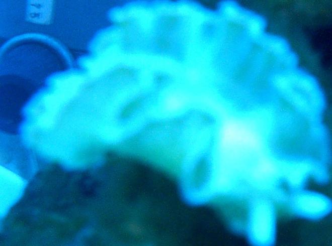 corals inverts - tridachia crispata - lettuce sea slug (nudibranch), green stocking in 75 gallons tank - lettuce nudibranch atinnic