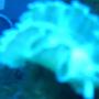 corals inverts - tridachia crispata - lettuce sea slug (nudibranch), green stocking in 75 gallons tank - lettuce nudibranch atinnic