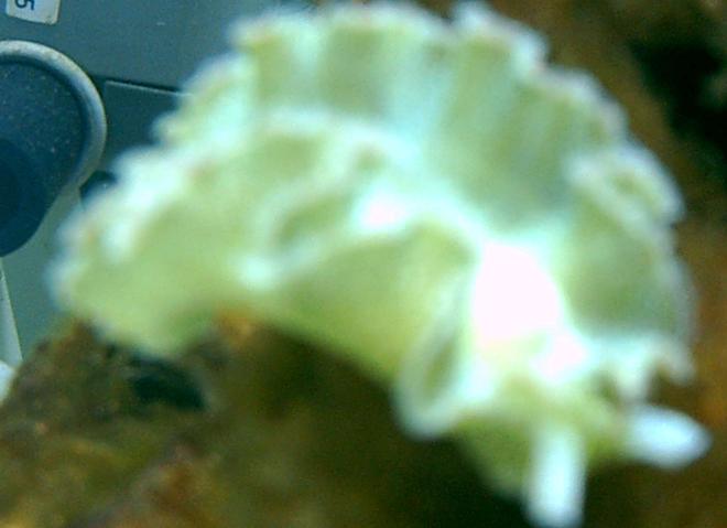 corals inverts - tridachia crispata - lettuce sea slug (nudibranch), green stocking in 75 gallons tank - lettuce nudibranch