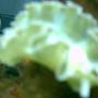 corals inverts - tridachia crispata - lettuce sea slug (nudibranch), green stocking in 75 gallons tank - lettuce nudibranch