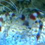 corals inverts - stenopus hispidus - banded coral shrimp stocking in 75 gallons tank - banded coral shrimp pic 2
