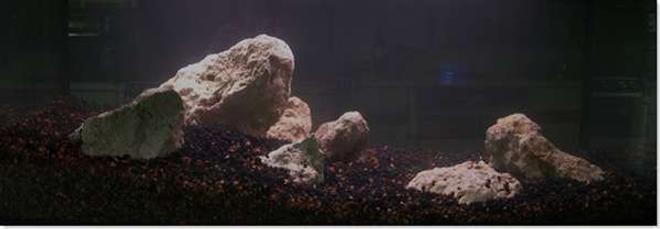 20 gallons planted tank (mostly live plants and fish) - Rocks and Laterite in place. More to come.