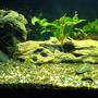 75 gallons freshwater fish tank (mostly fish and non-living decorations) - Help is appriciated..