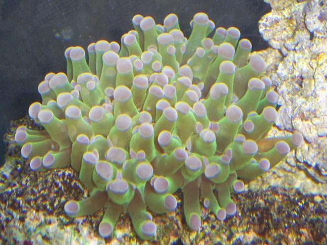 corals inverts - euphyllia paradivisa - frogspawn coral stocking in 110 gallons tank - frog spawn