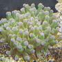 corals inverts - euphyllia paradivisa - frogspawn coral stocking in 110 gallons tank - frog spawn