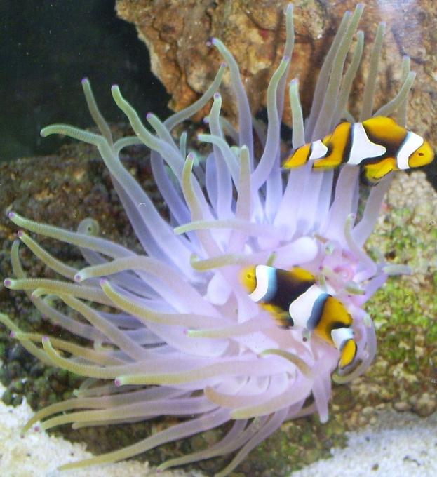 corals inverts - condylactis gigantea - condy anemone stocking in 110 gallons tank - Enemeny