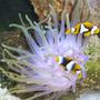 corals inverts - condylactis gigantea - condy anemone stocking in 110 gallons tank - Enemeny